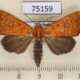 75159p Noctuidae Rusicada combinans f Vietnam $10