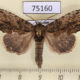 75160p Notodontiidae Spatalina desiccata Vietnam $9