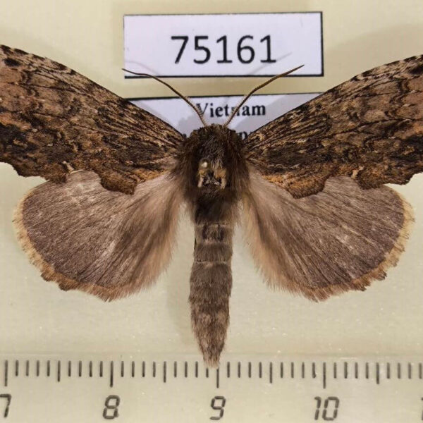 Notodontiidae Spatalina desiccata Vietnam