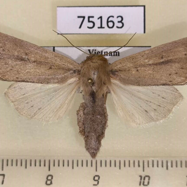 Noctuidae Sesamia inferens f Vietnam