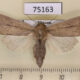 75163p Noctuidae Sesamia inferens f Vietnam $8