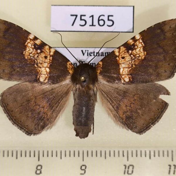 Noctuidae Platyjionia mediorufa f Vietnam