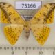 75166p Drepanidae Tridrepana flava Vietnam $7