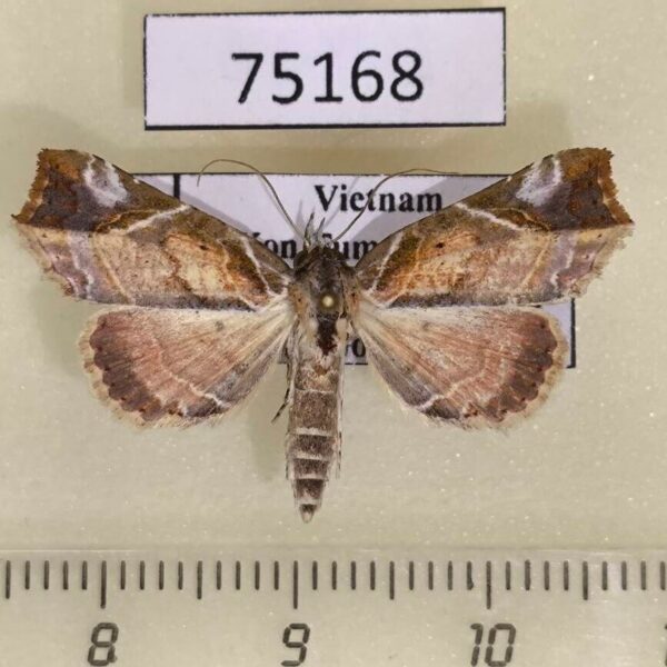 Noctuidae Olulis shigakii Vietnam