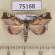 75168p Noctuidae Olulis shigakii Vietnam $20