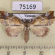 75169p Noctuidae Olulis shigakii f Vietnam $20