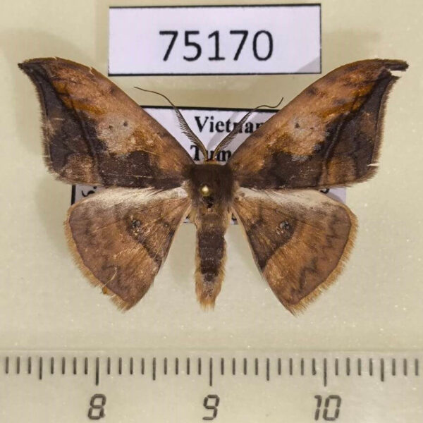 Drepanidae Agnidra vinacea Vietnam