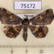 75172p Noctuidae Pangrapta sp. Vietnam $10