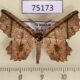 75173p Geometridae Menophra translineata Vietnam $6