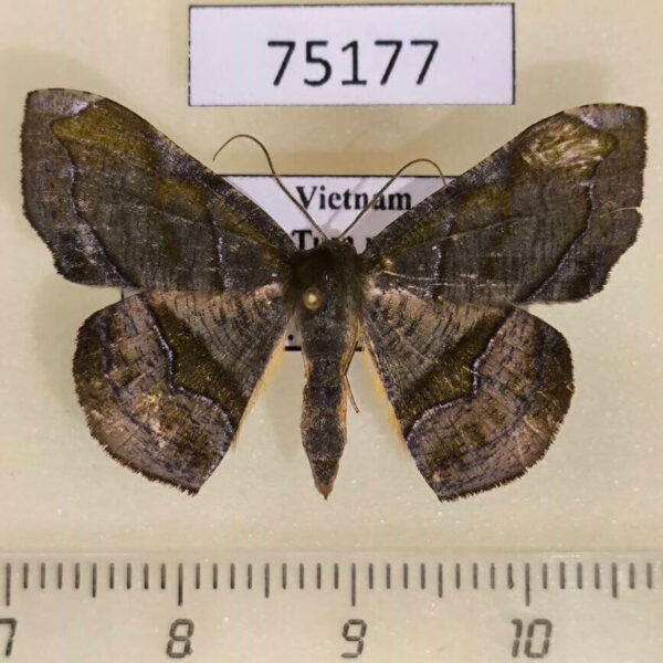 Geometridae Fascellina rectimarginata Vietnam