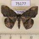 75177p Geometridae Fascellina rectimarginata Vietnam $6