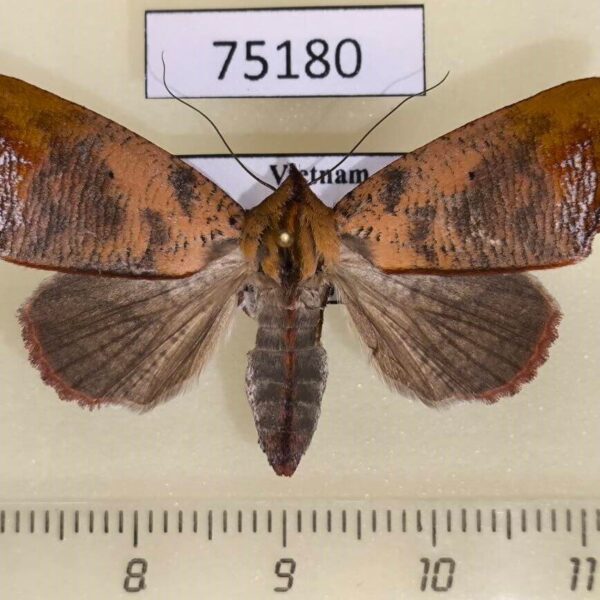 Noctuidae Xenochroa annae f Vietnam