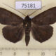 75181p Noctuidae Mecodina bisignata Vietnam $7