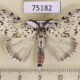 75182p Lymantridae Lymantria similis loeffleri Vietnam $8