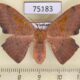 75183p Drepanidae Oreta angularis f VIetnam $8