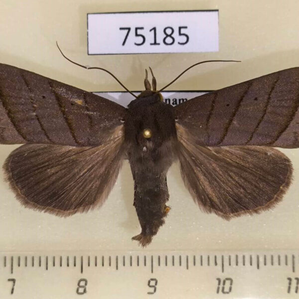 Noctuidae Asta subnigra Vietnam