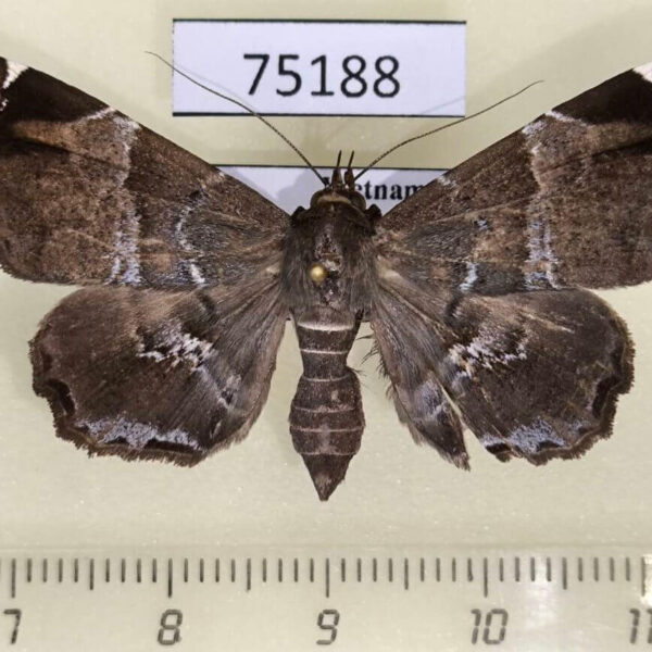 Noctuidae Claterna cydonia f Vietnam