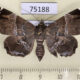 75188p Noctuidae Claterna cydonia f Vietnam $6