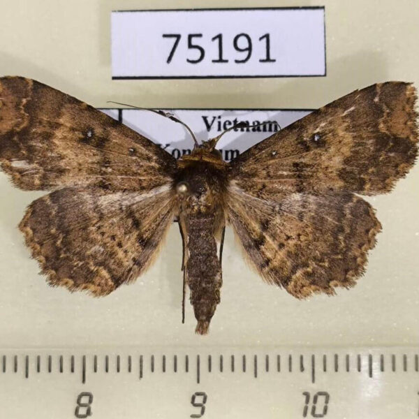 Noctuidae Adrapsa sp. ochracea Vietnam