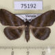 75192p Noctuidae Hadennia incongruens f Vietnam $9