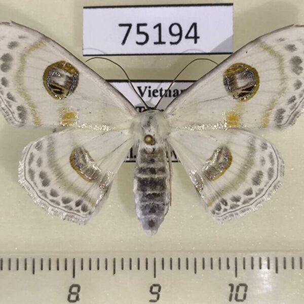 Geometridae Problepsis crassinotata f Vietnam