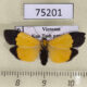 75201p Arctiidae Pseudoscaptia rotschildi f Vietnam $12