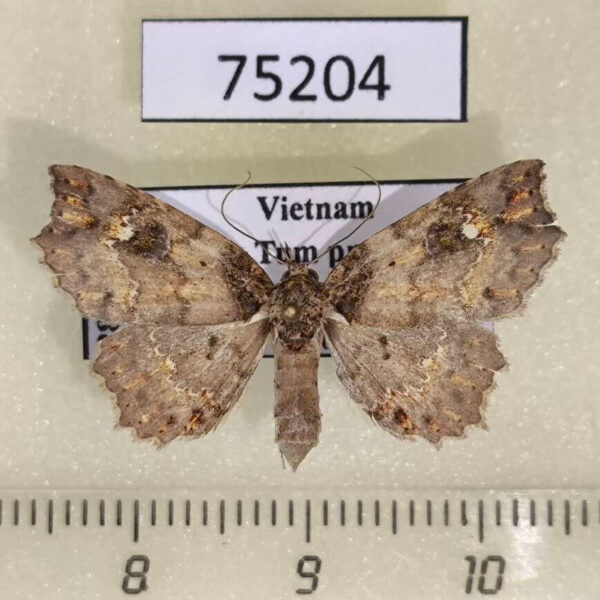 Noctuidae Tamba sp. carneotincta а Vietnam
