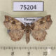 75204p Noctuidae Tamba sp. carneotincta а Vietnam $14