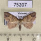 75207p Noctuidae Dunira sp. punctimargo Vietnam $10