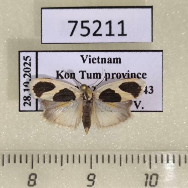 Arctiidae Garudinia biplagiata Vietnam