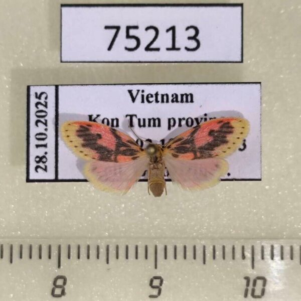 Arctiidae Miltochrista sp. Vietnam