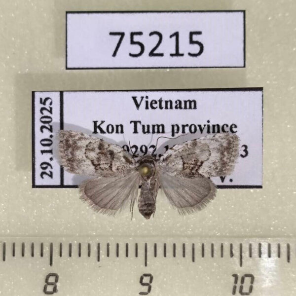 Noctuidae Nola peguense f Vietnam