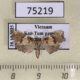 75219p Crambidae sp. Vietnam $5