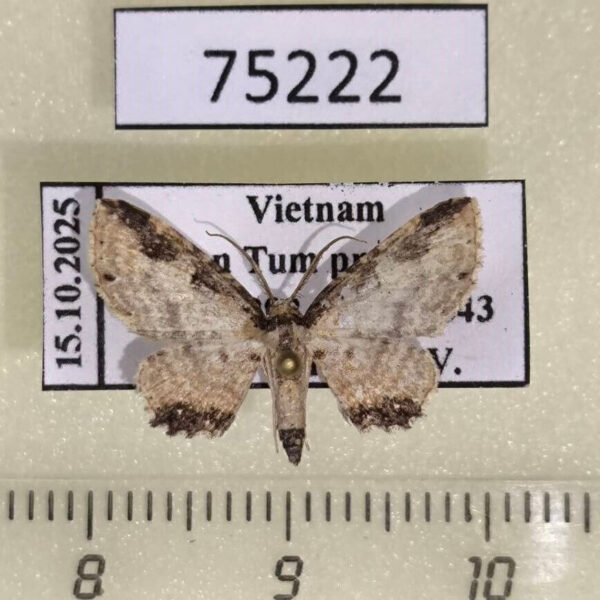 Geometridae Ziridava rufinigra Vietnam