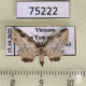 75222p Geometridae Ziridava rufinigra Vietnam $4