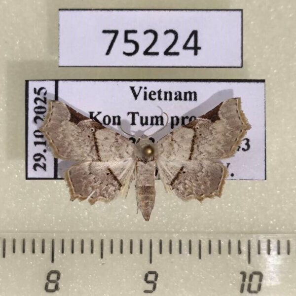 Noctuidae Prolophota trigonifera Vietnam