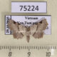 75224p Noctuidae Prolophota trigonifera Vietnam $14
