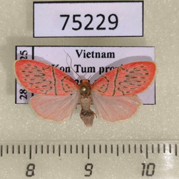 Arctiidae Miltochrista aberrans f Vietnam