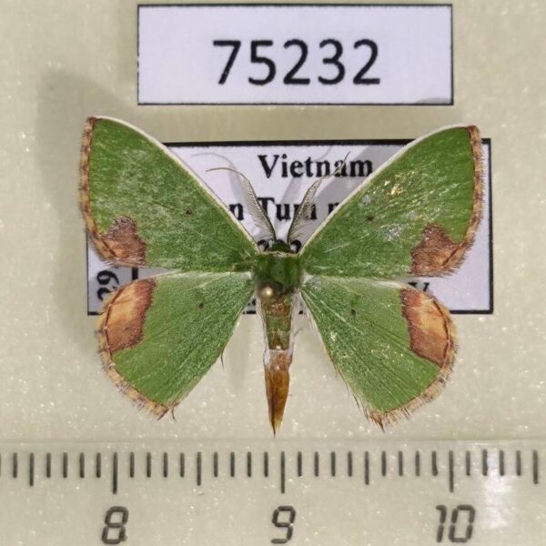 Geometridae Comibaena biplaga Vietnam