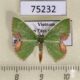 75232p Geometridae Comibaena biplaga Vietnam $4