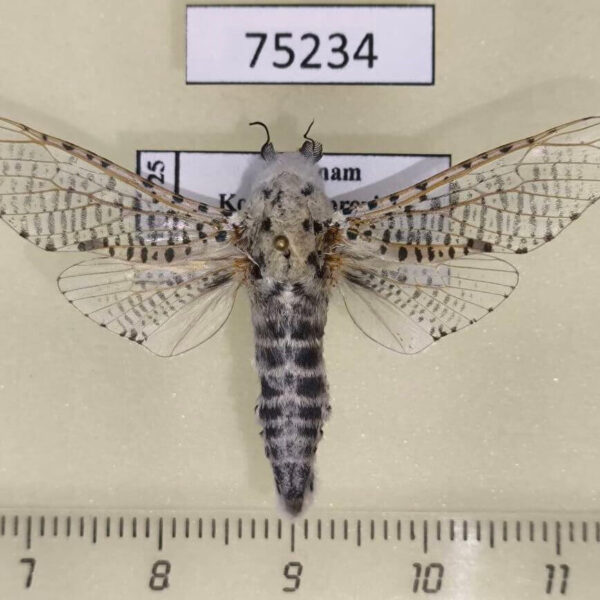 Cossidae Zeuzera yuennani Vietnam
