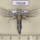 75234p Cossidae Zeuzera yuennani Vietnam $25