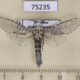 75235p Cossidae Zeuzera yuennani Vietnam $25