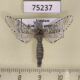75237p Cossidae Zeuzera coffeae Vietnam $20