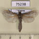 75238p Cossidae Phragmataecia parvipuncta Vietnam $15