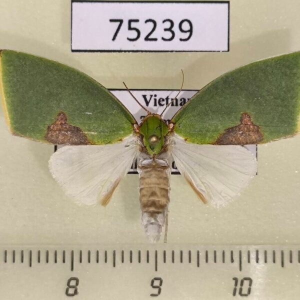 Noctuidae Tyana falcata Vietnam