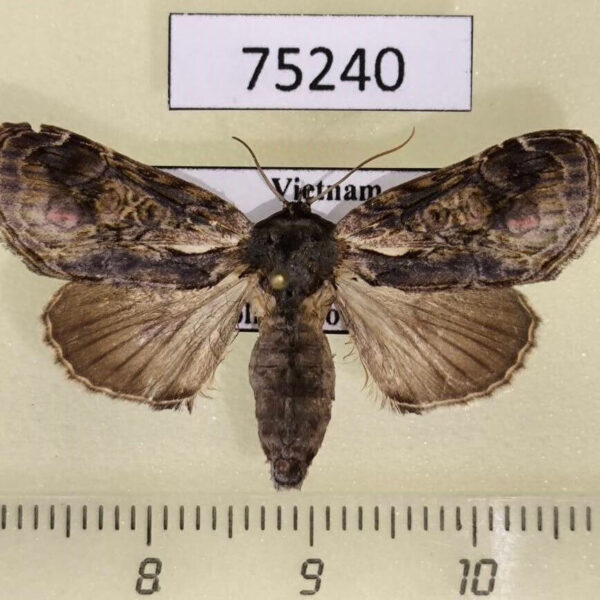 Noctuidae Triorbis annulata f Vietnam