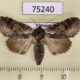 75240p Noctuidae Triorbis annulata f Vietnam $10