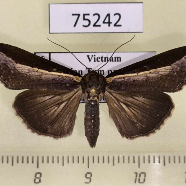 Euteliidae Lophoptera squammigera Vietnam