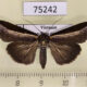 75242p Euteliidae Lophoptera squammigera Vietnam $9